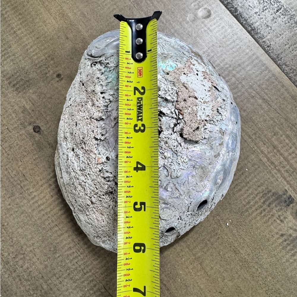 Natural Iarge Abalone Shell - Picture 3 of 4
